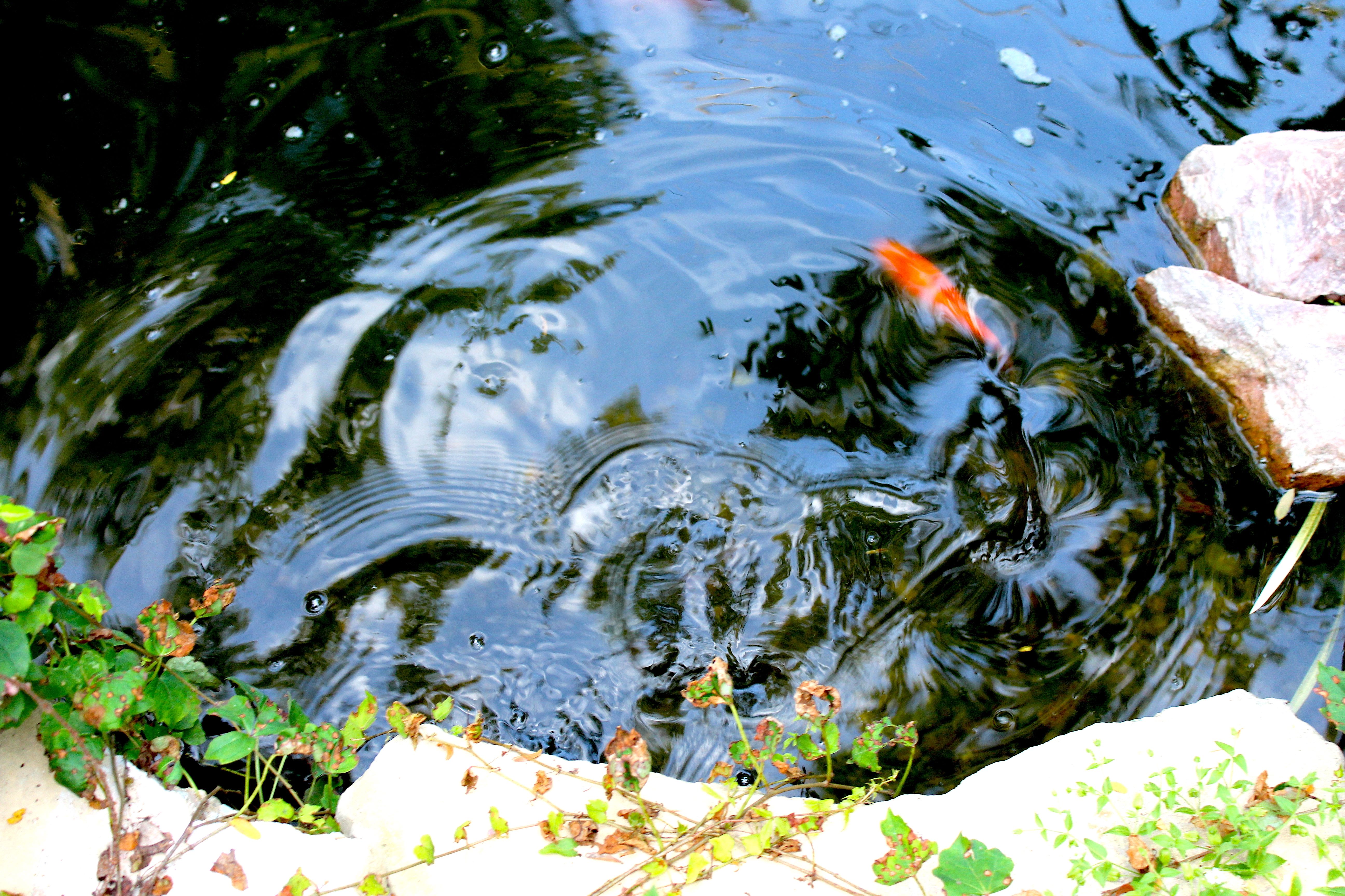 tuesday orange koi.jpg