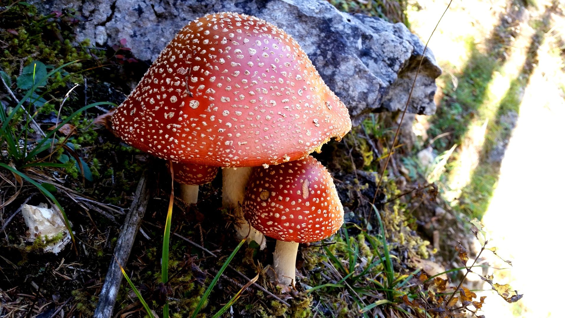 muscaria.jpg