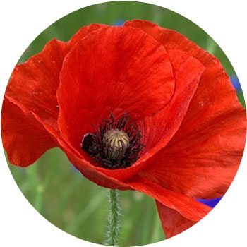 red-papaver.jpg