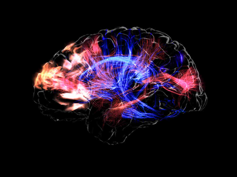 brain_visualization-0b59ff84ad83e6cb2ee0f2fdacd1313022fe69dd-s6-c30.jpg