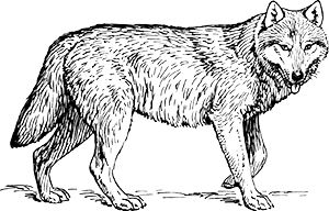 wolf-153807_1280.jpg