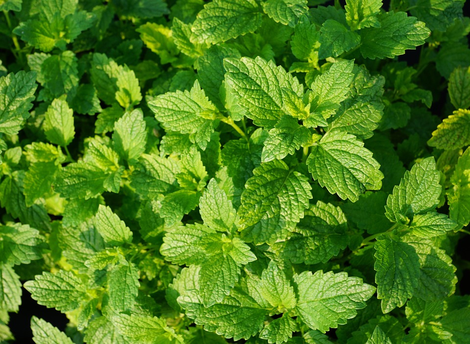 mint leaves tree,.jpg