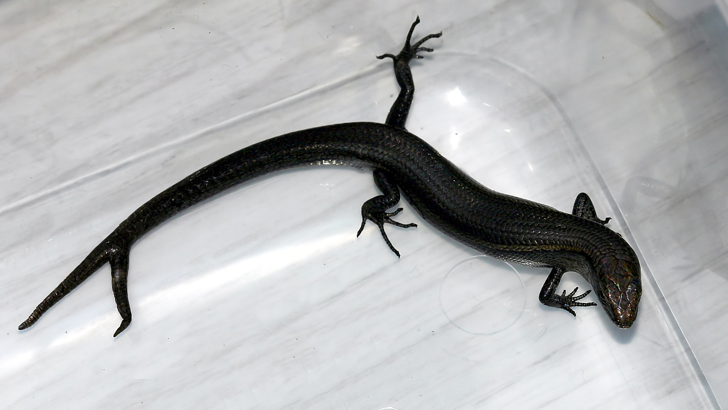Metallic Skink Two Tails BY.jpg