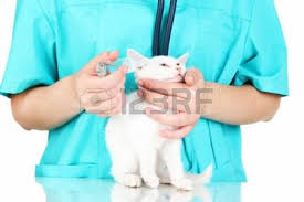 vet with kitten.png