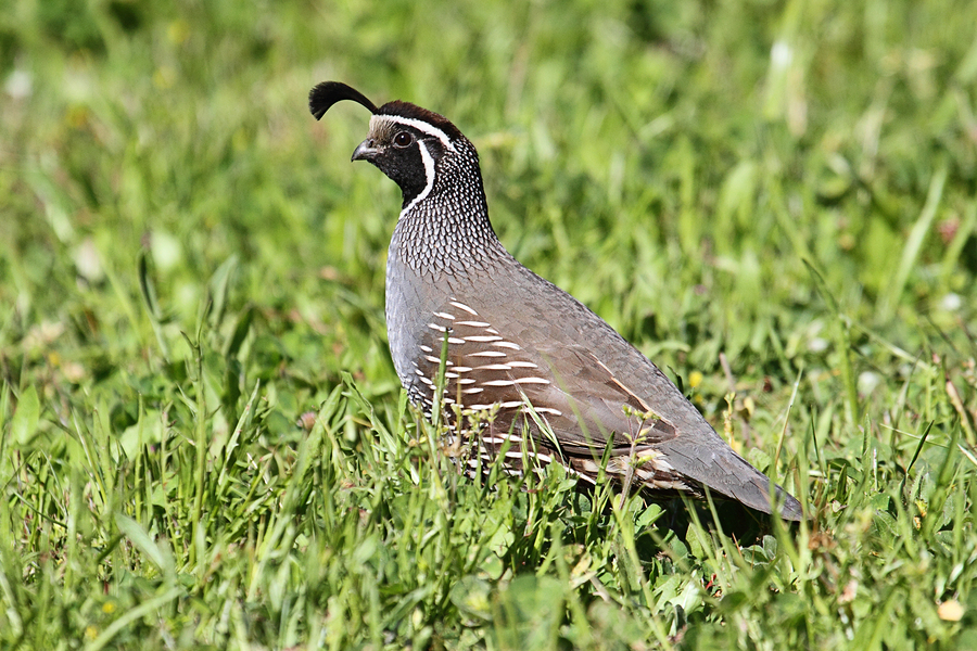 Valley-Quail (1).jpg