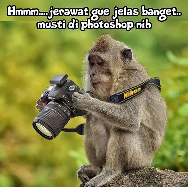 480+ Gambar Binatang Monyet Lucu Gratis