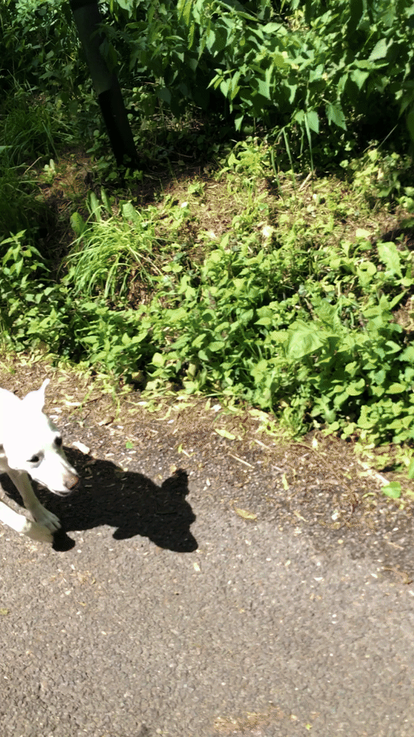 ezgif.com-video-to-gif (5).gif