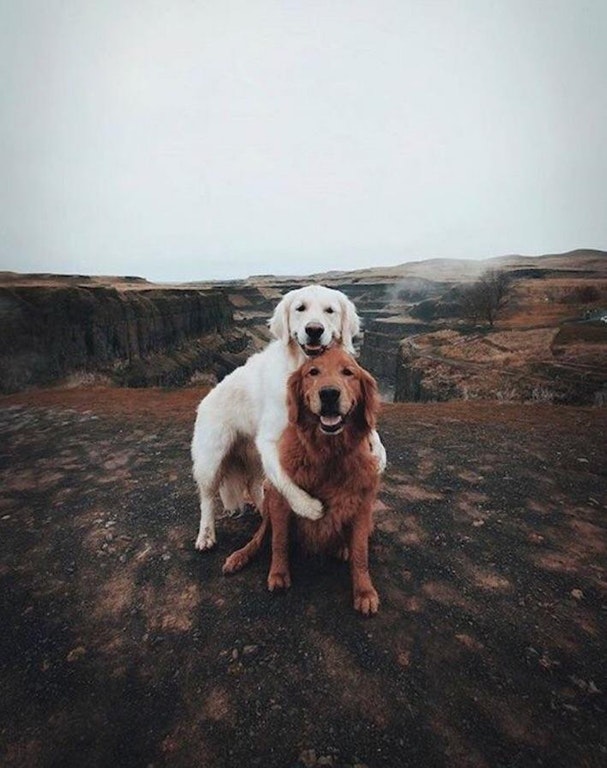 dogs.jpg