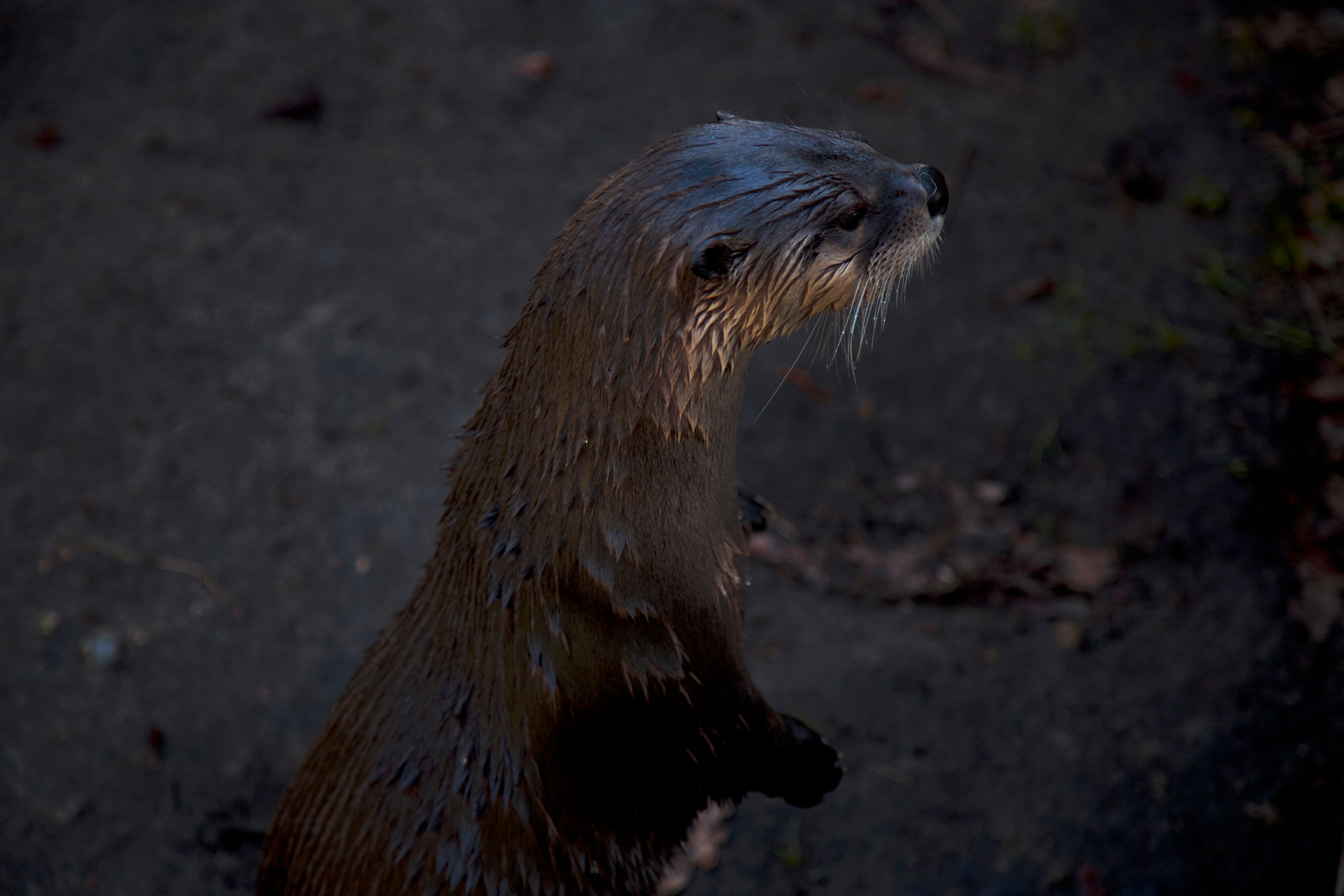 Otter1 2.jpg