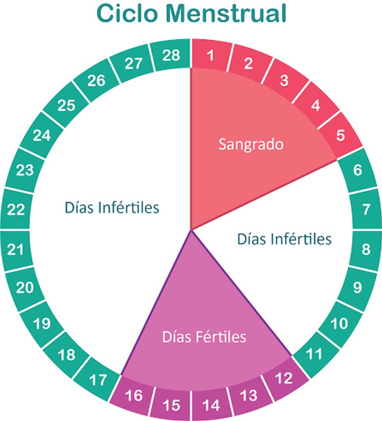 Ciclo-menstrual-15-56a827a45f9b58b7d0f12808.jpg