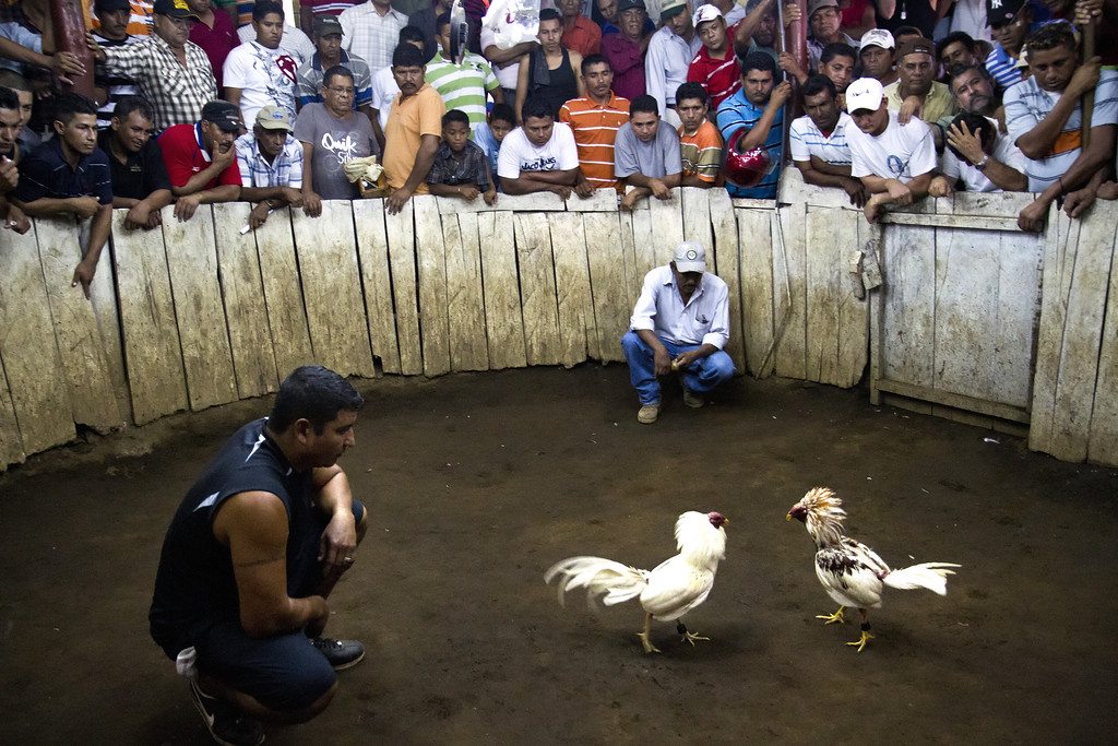 telica-cock-fighting-ring-XL.jpg