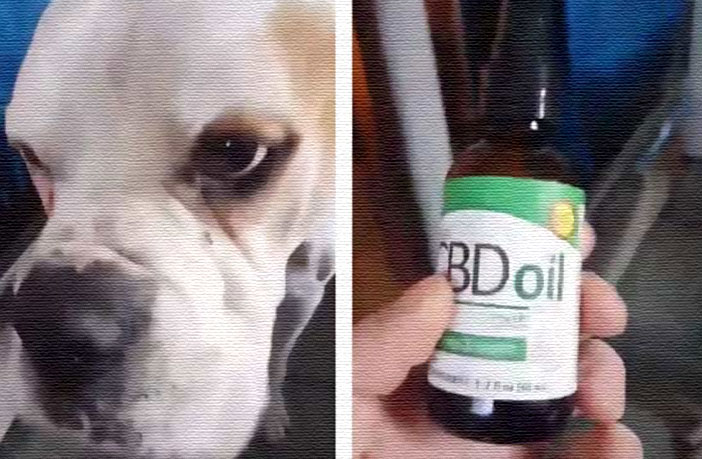 dog-cbd.jpg