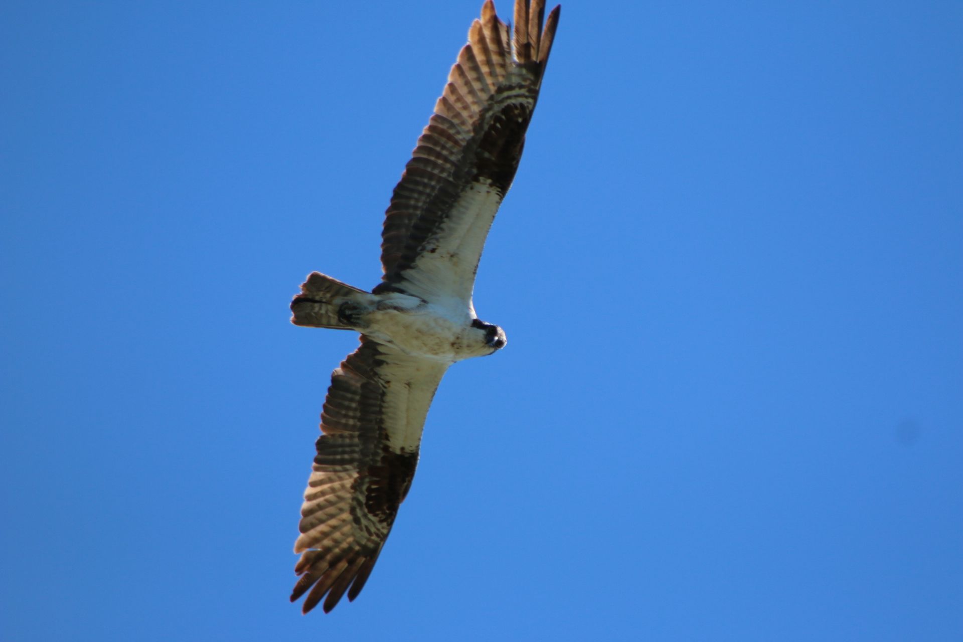 IMG_0021.JPG