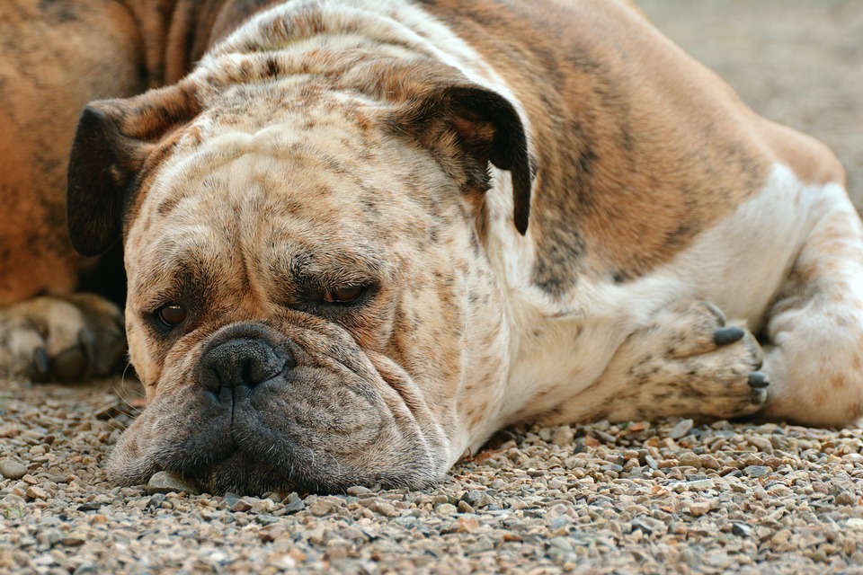 Pet-Snout-Boxer-Dog-Dogs-Nose-Dog-Look-Boxer-Dog-1639528.jpg