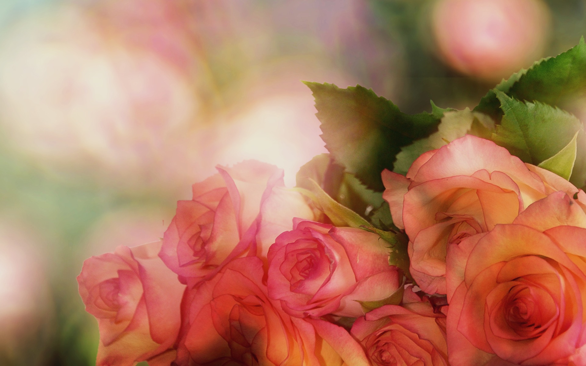 roses-3141486_1920.jpg