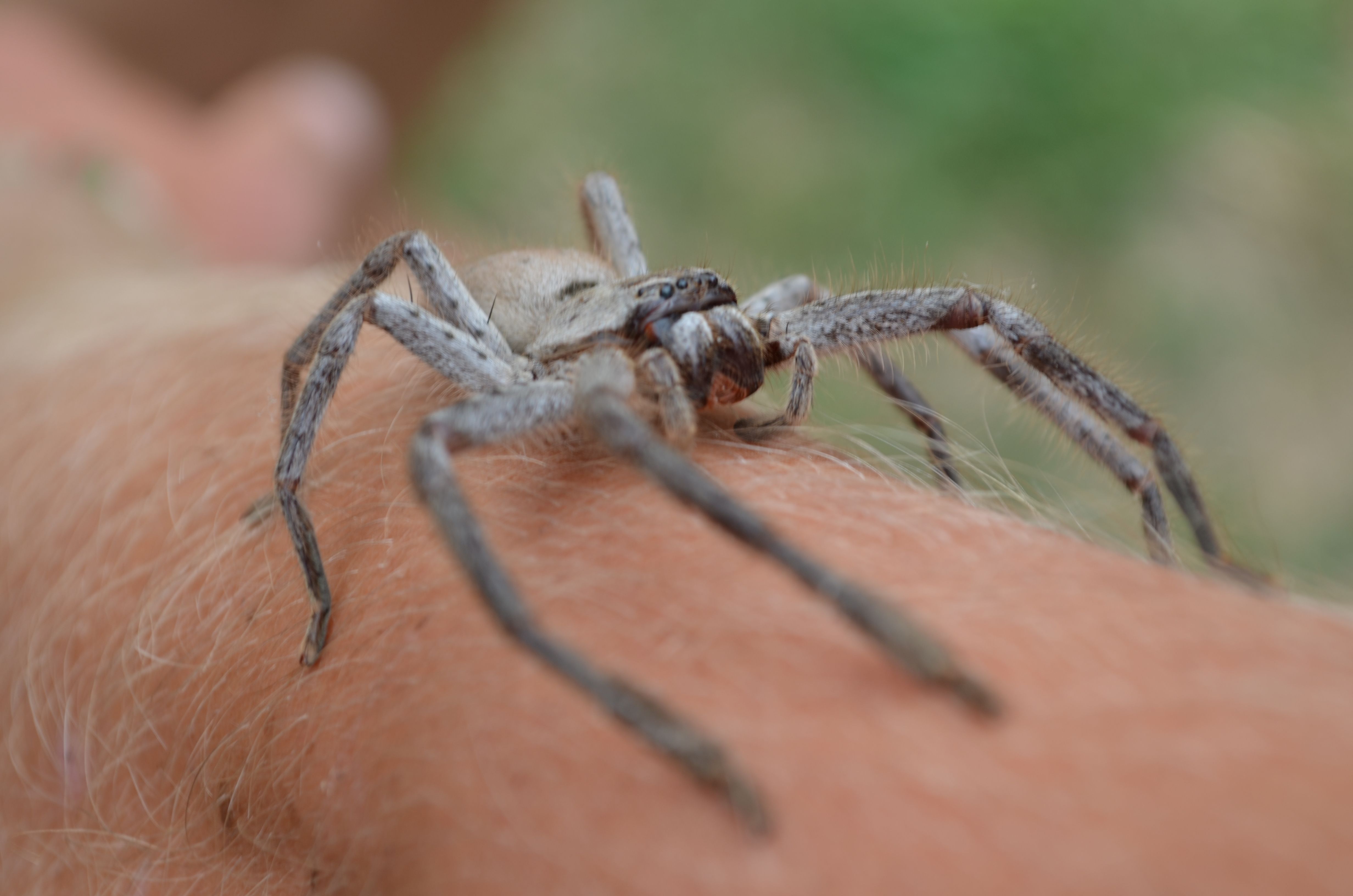 Австралия пауки. Паук Хантсмен Австралии. Паук Huntsman Spider. Австралийский Странствующий паук. Крабовый паук (Huntsman Spider).