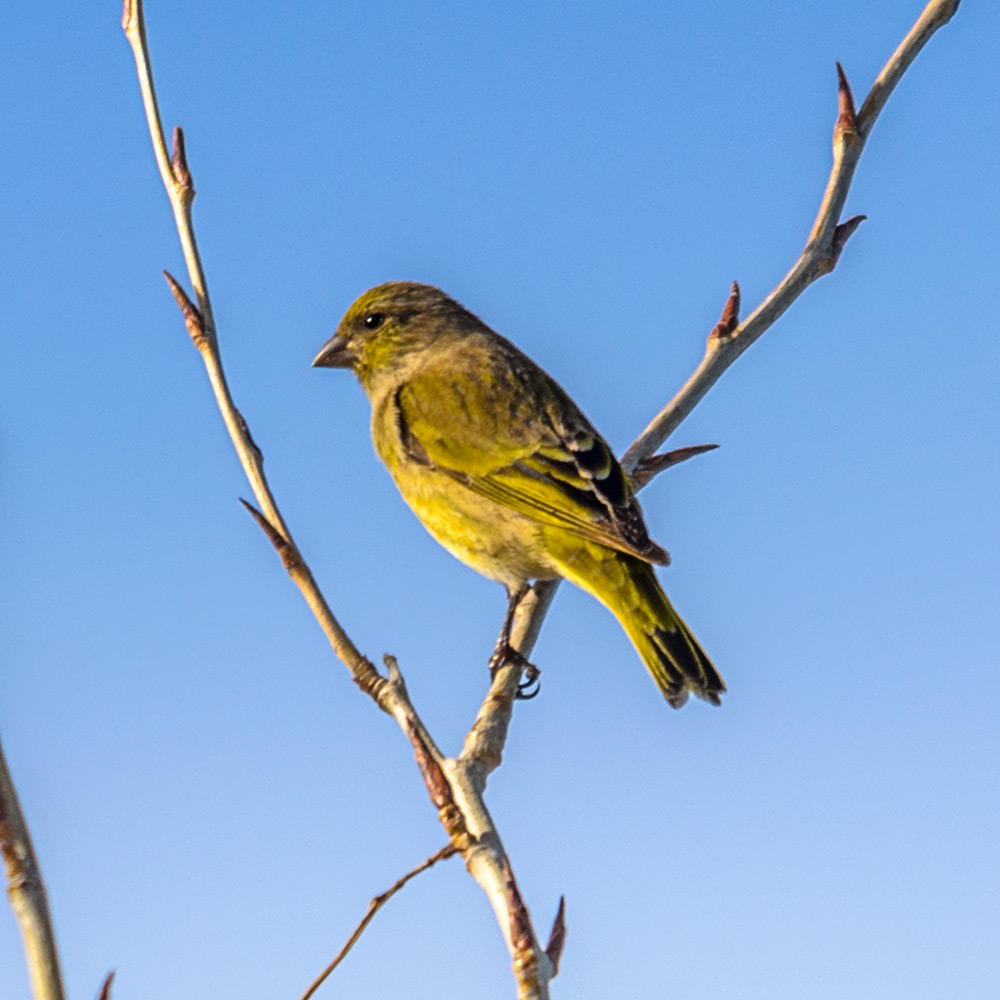 Cape-Canary.jpg