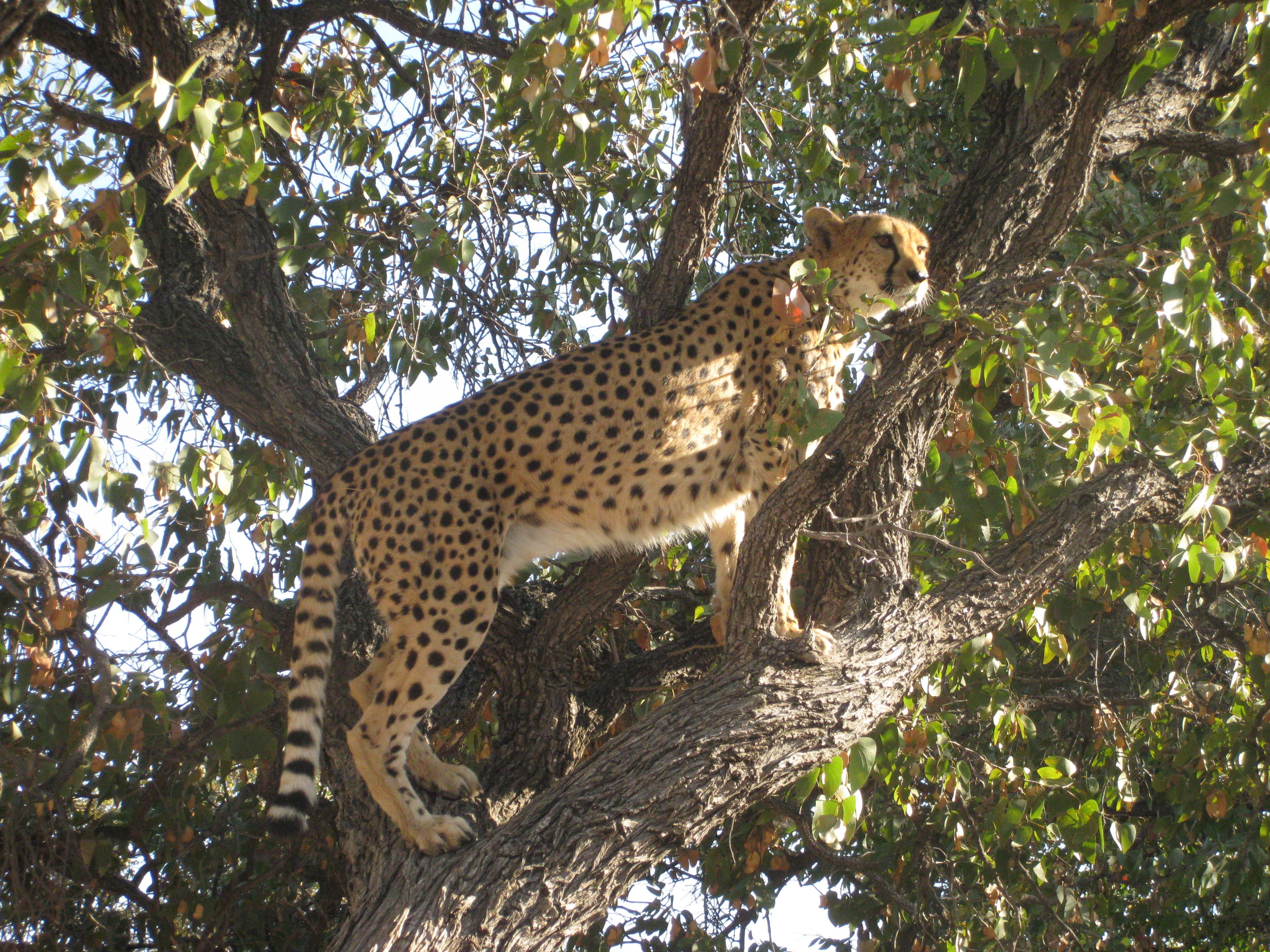 cheetah in tree 6.JPG
