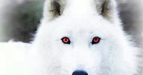 lobo blanco de ojos rojos.jpg