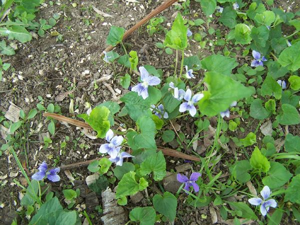 Violets - striped crop May 2018.jpg