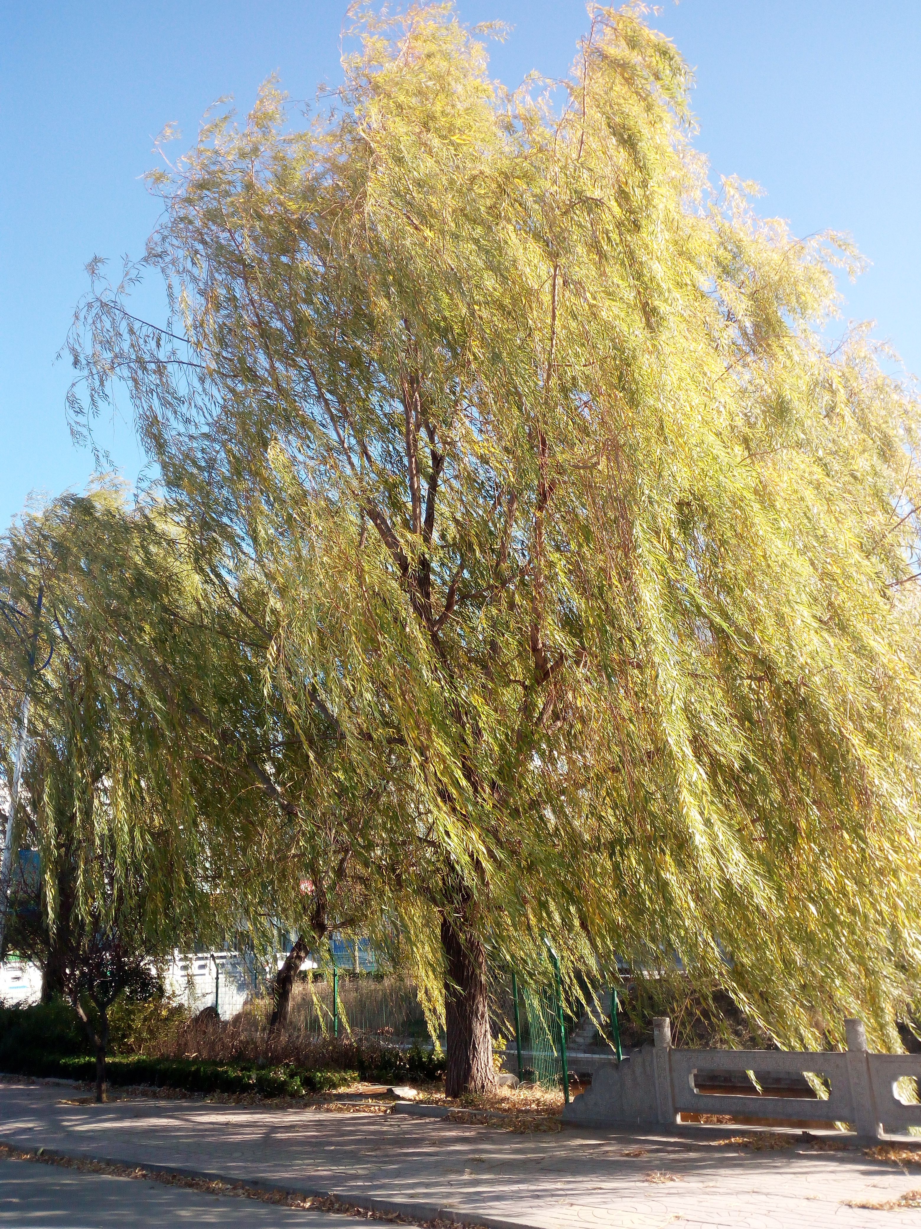 The Willow Trees Are Like Smoke