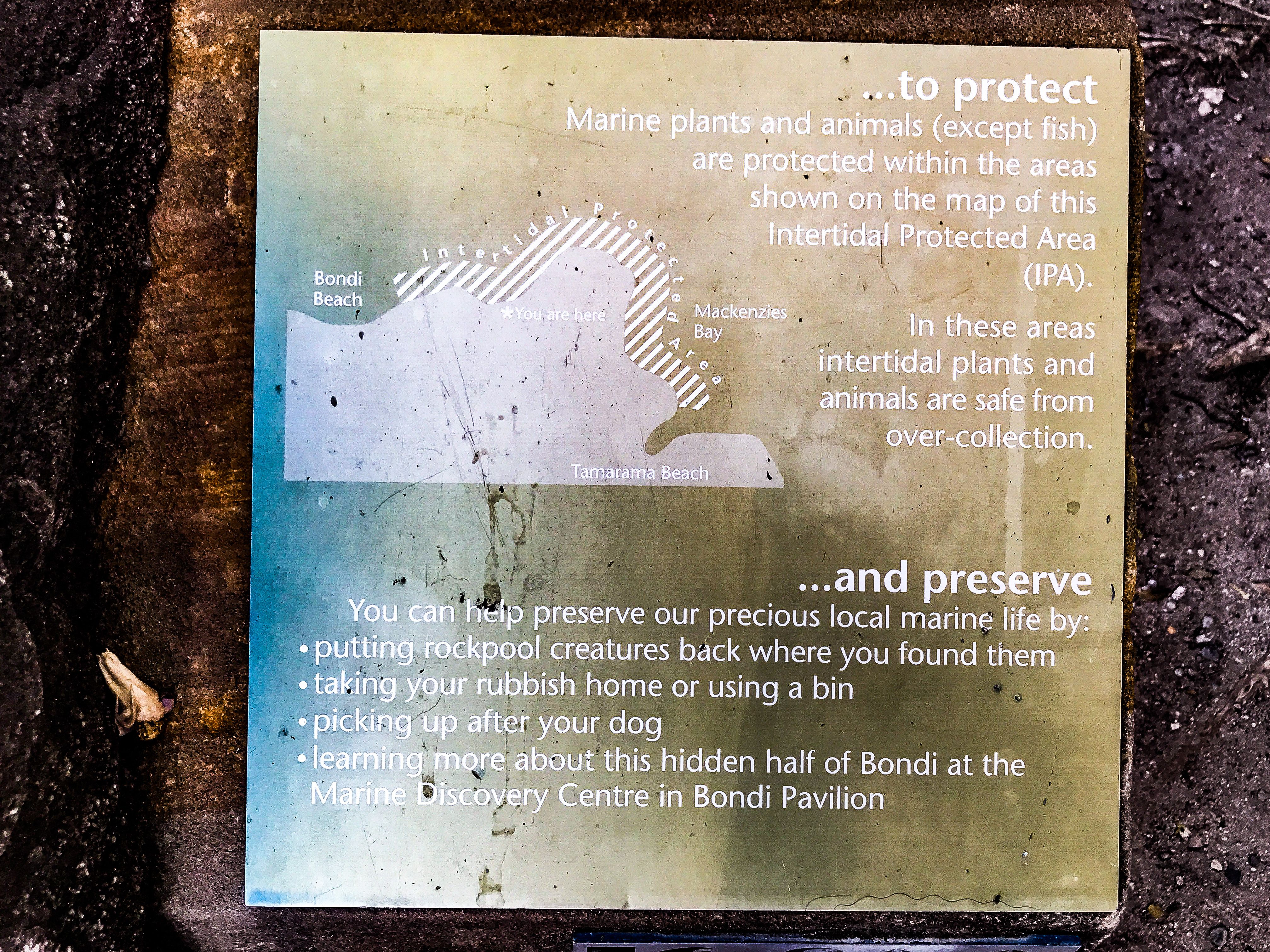 Pulotravels 74 Biota Laut Bondi Beach Dilindungi Steemit