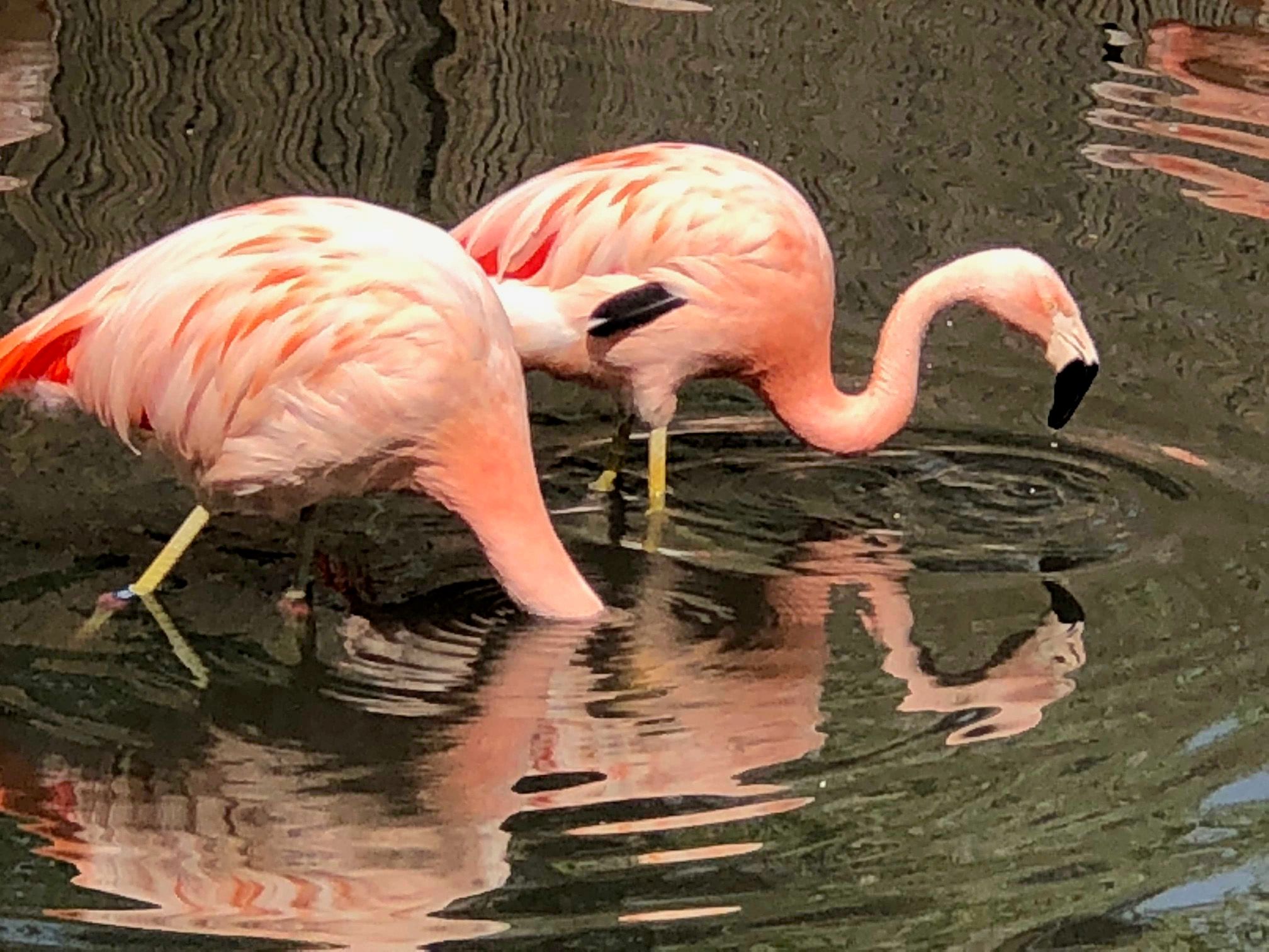 flamingo1.jpg