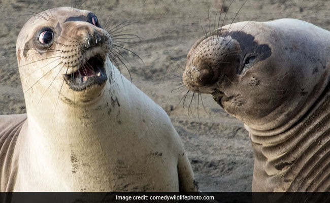 comedy-wildlife-photo_650x400_81513835568.jpg