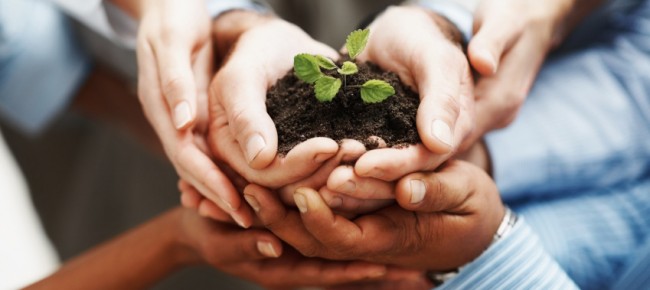 Resuscitate-Hands-Holding-Seedling_cropped-650x290.jpg