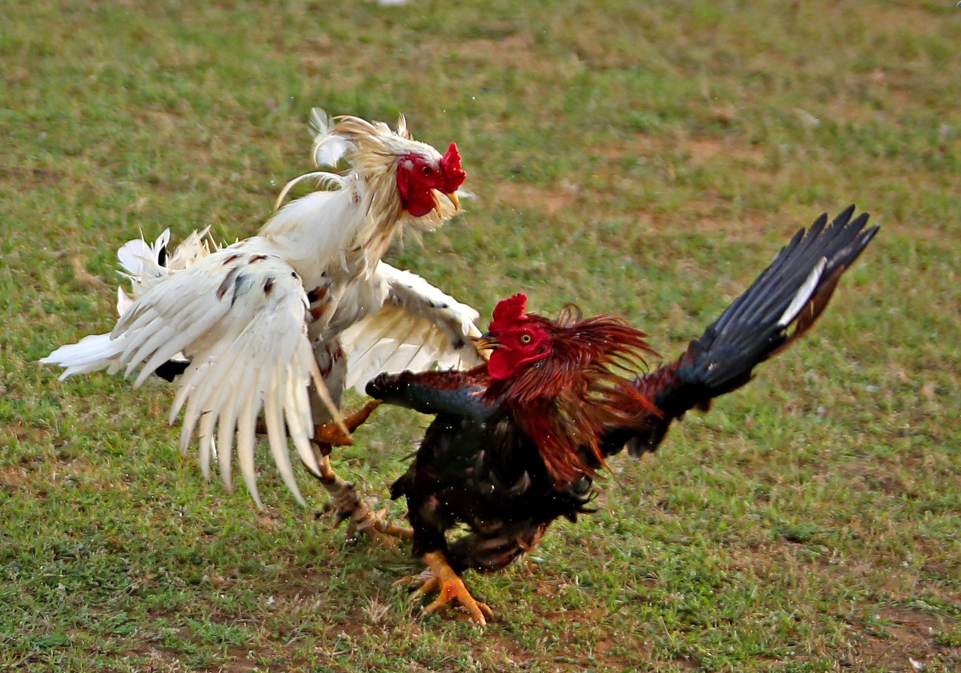 With Louisiana Ban, Cockfighting Takes National Bow