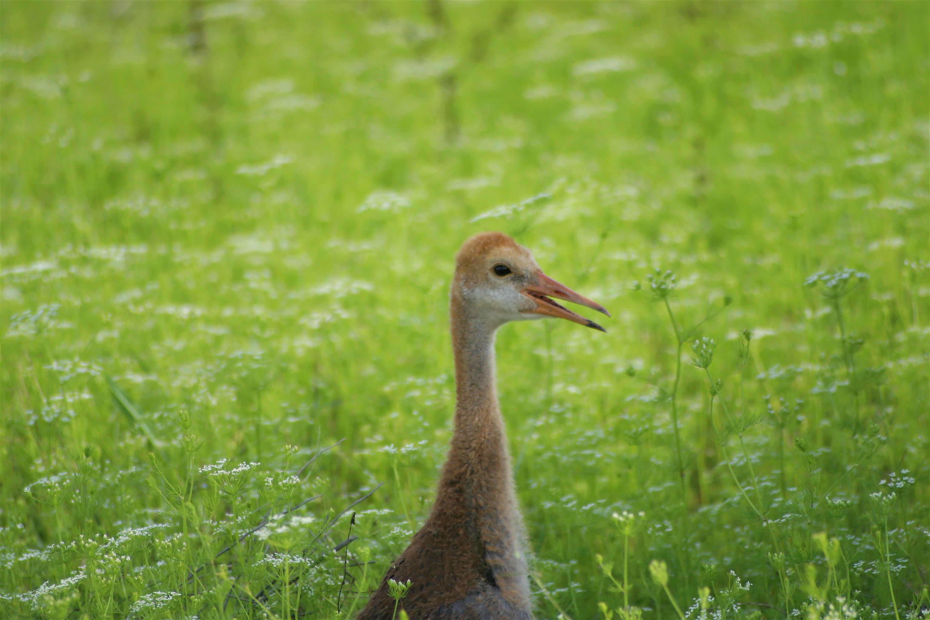 closest crane.jpg