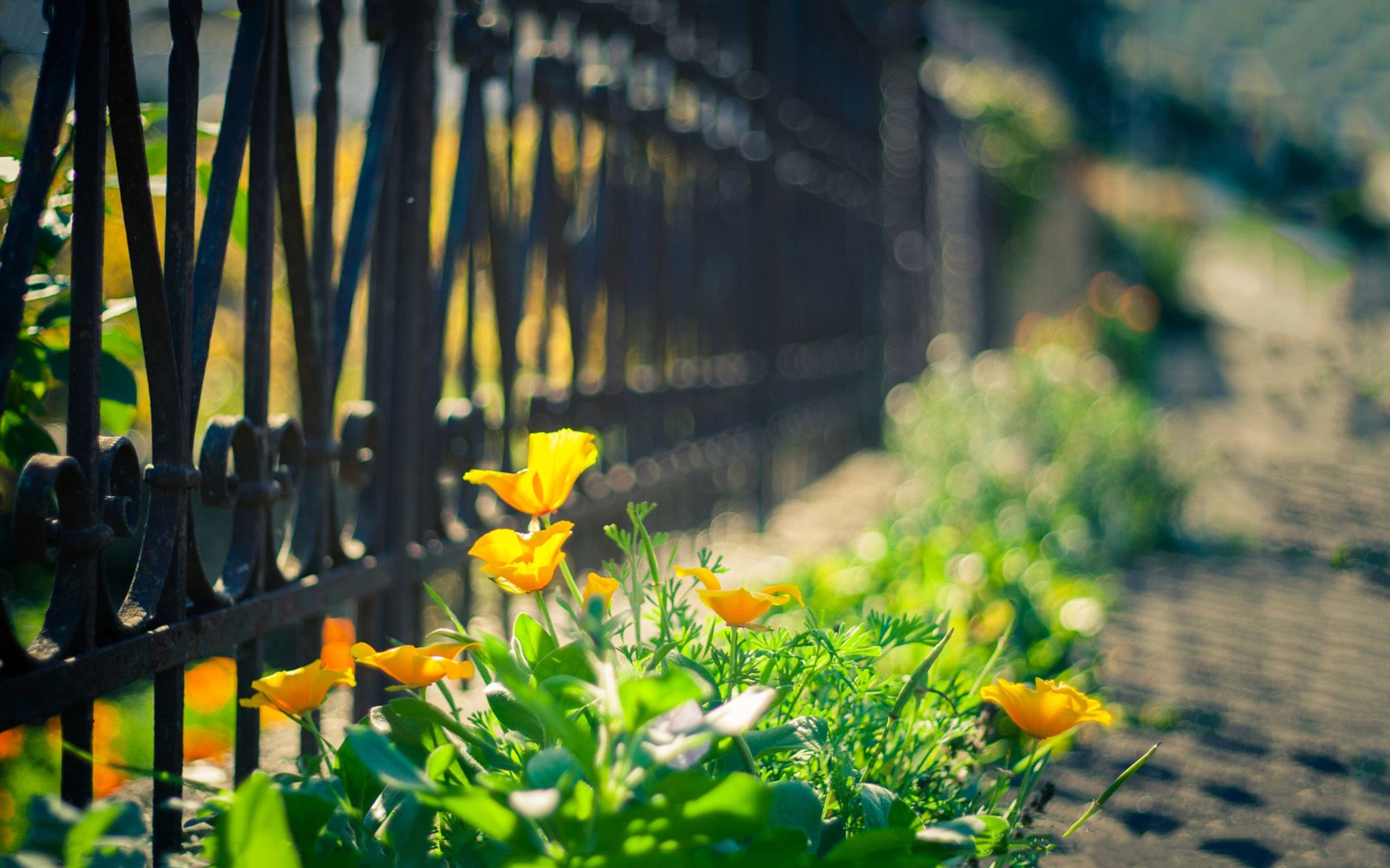 《飞鸟与夏花》每天一首自译飞鸟集（26） - Translate a poem form Stray Birds to Chinese every day