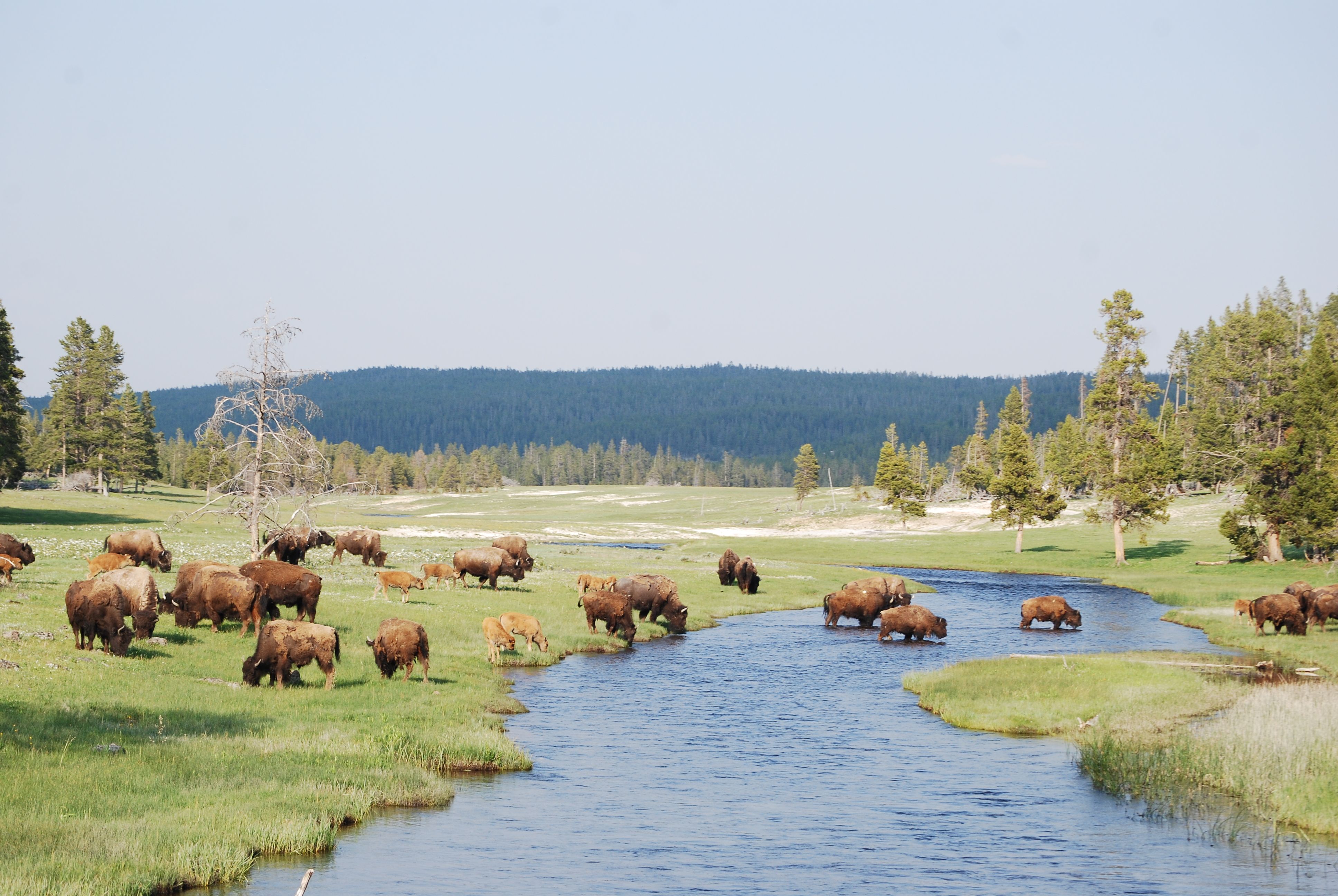 2008_Yellowstone_380.jpg