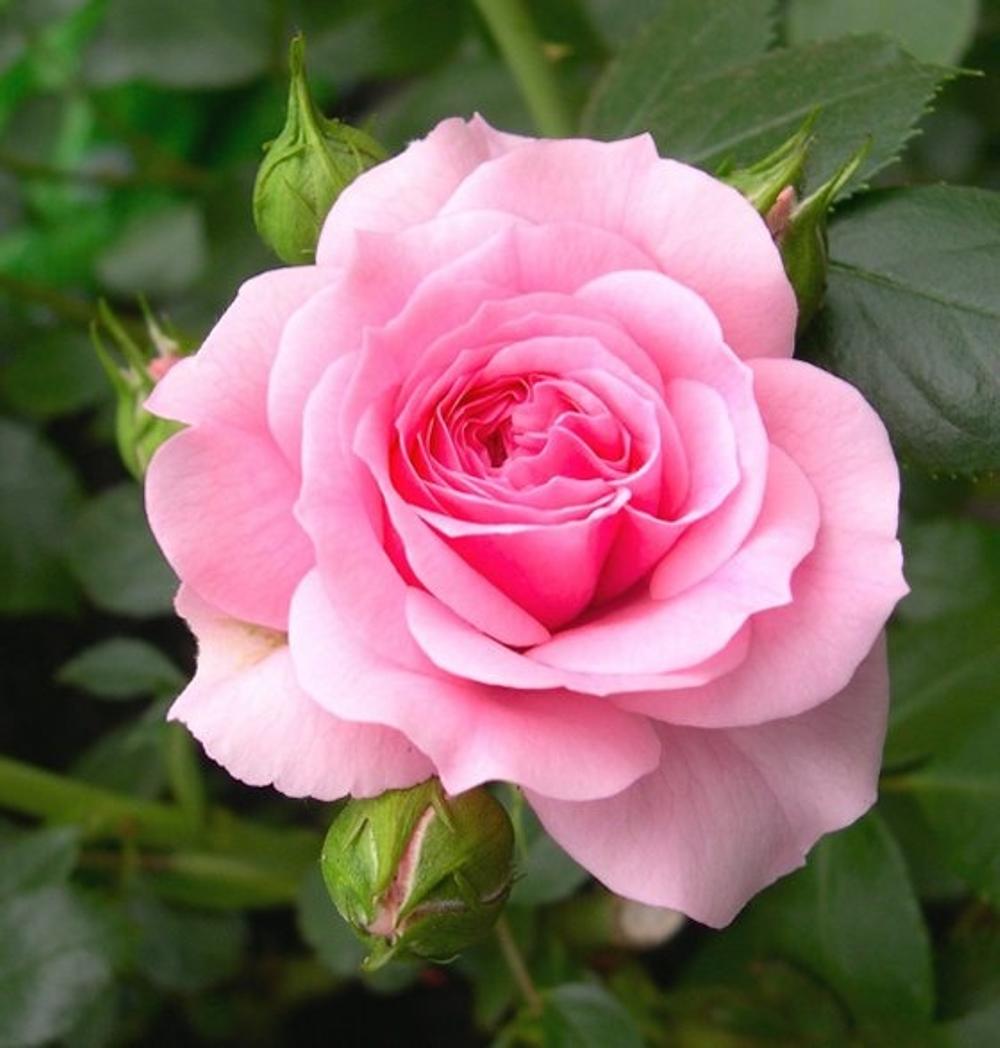 Biji_Benih_Bibit_Bunga_Mawar_Pink_Pink_Rose.jpg