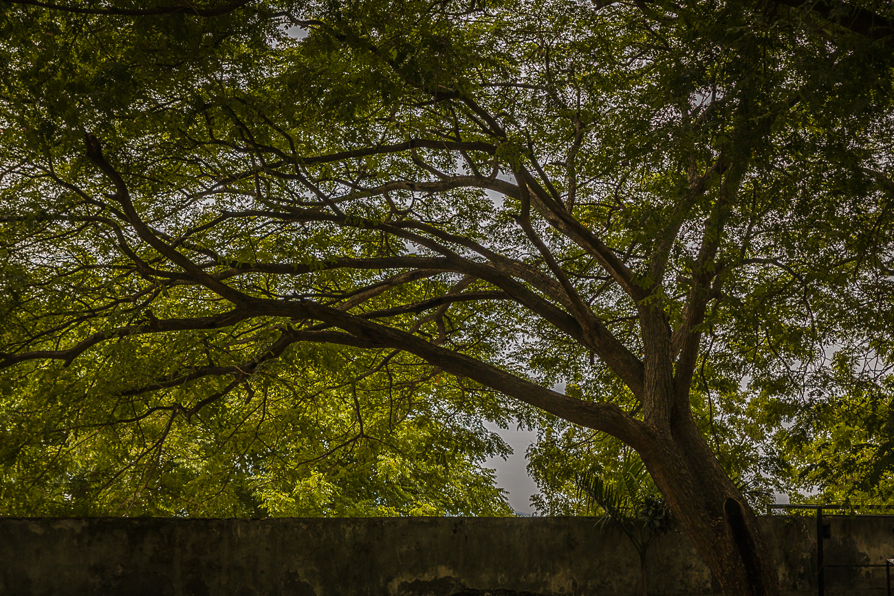 trees maubara 3.jpg