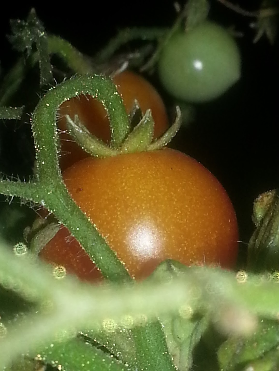 Tomate 1.jpg