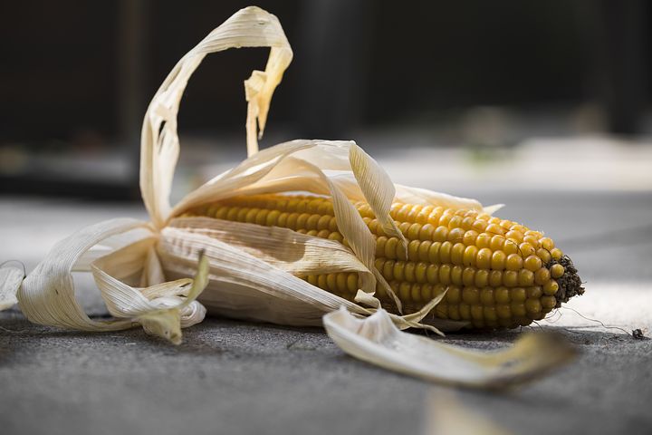 corn-2759804__480.jpg