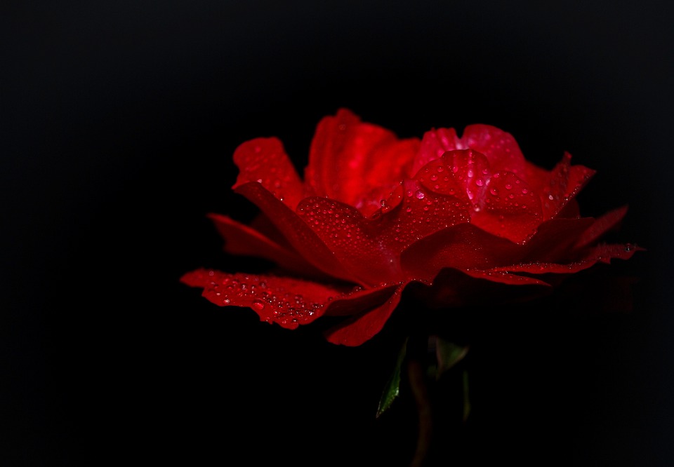 rose-558515_960_720.jpg