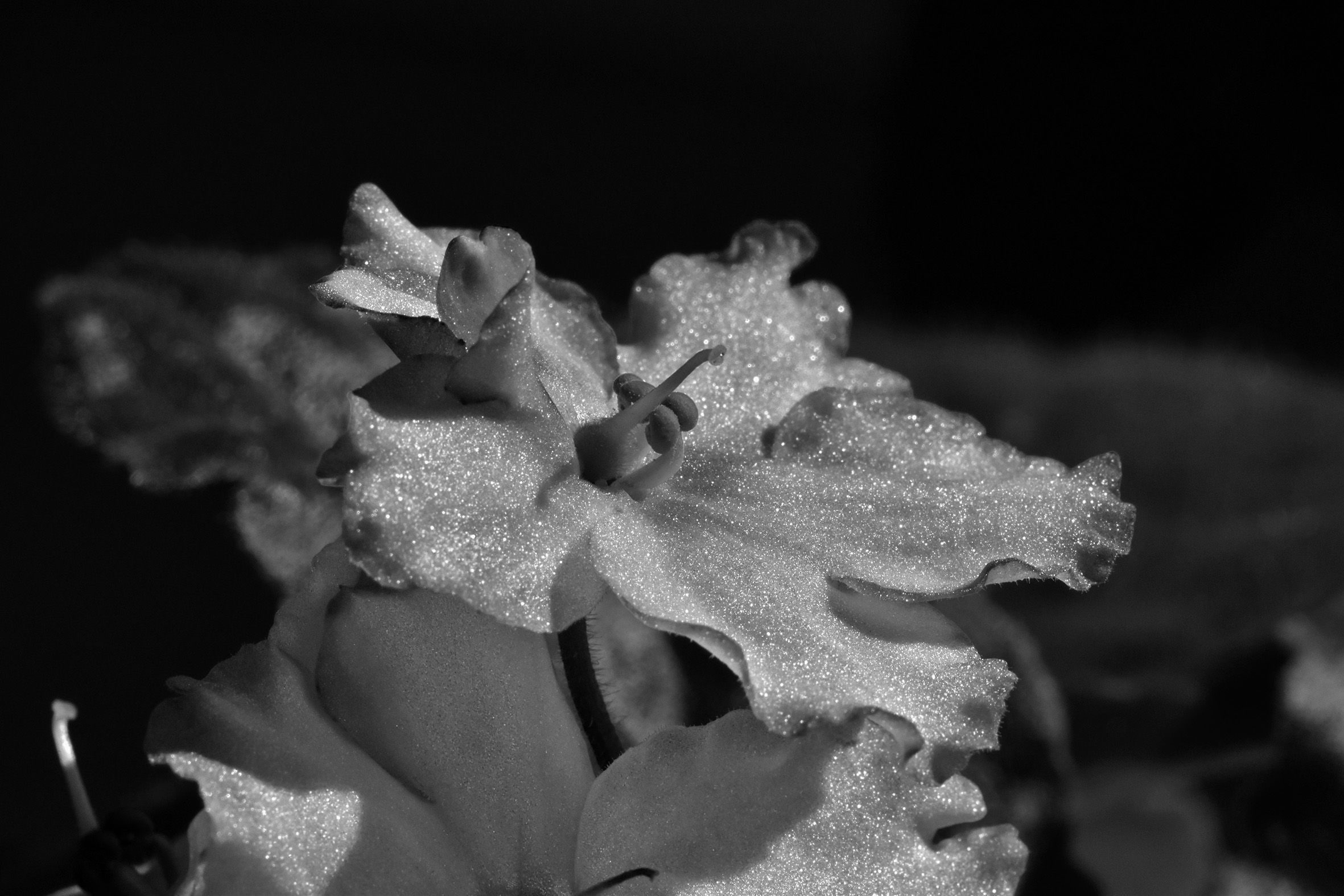 african violets white bw 2.jpg