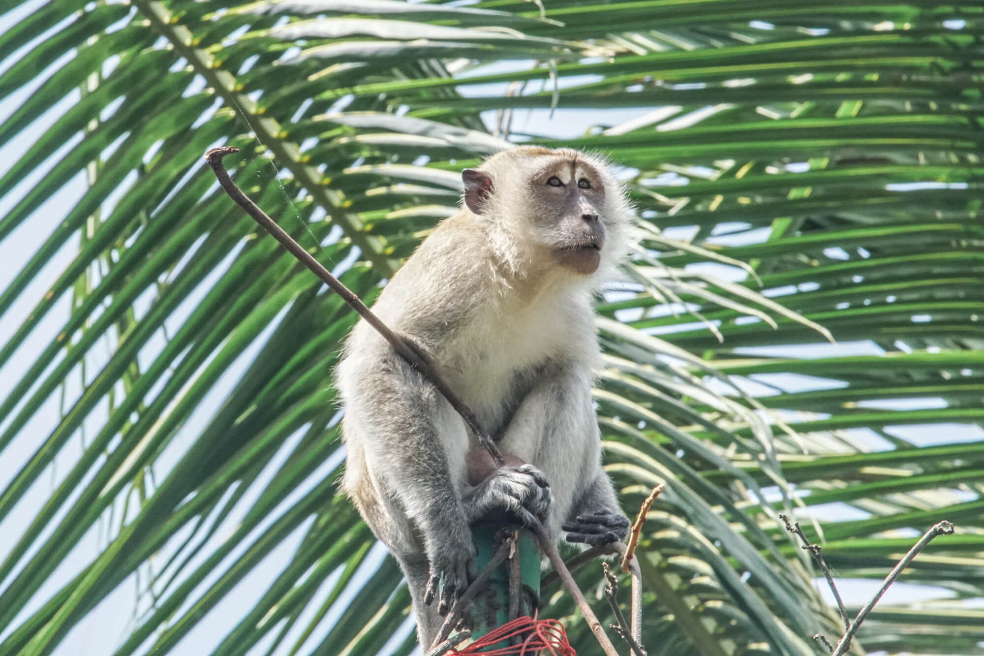 affe-pulau-ubin.jpg