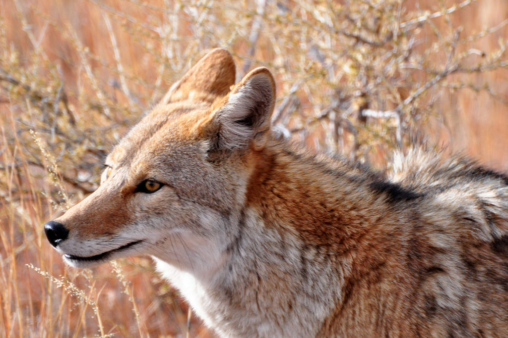Coyote CC Flickr Larry Lamsa.jpg