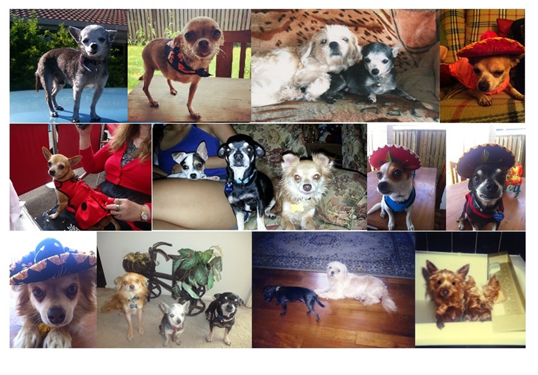 Dogs_Of_Ages.jpg