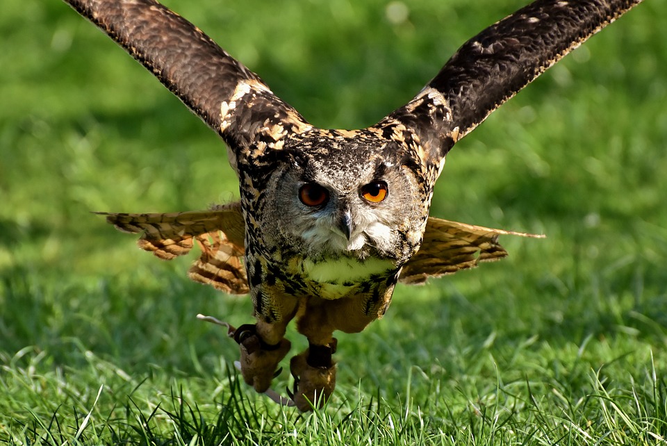 owl-3367439_960_720.jpg