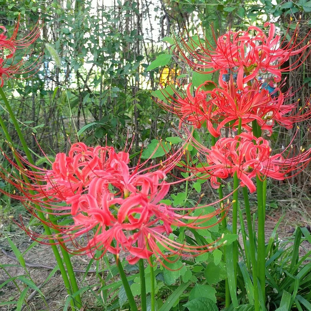 Lycoris Radiata Red Spider Lily Beautiful But The Symbol Of Death Steemit