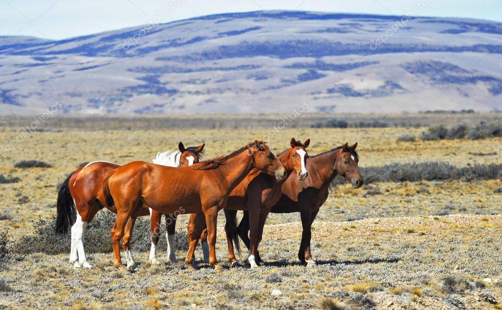 depositphotos_51974865-stock-photo-herd-of-wild-mustangs.jpg