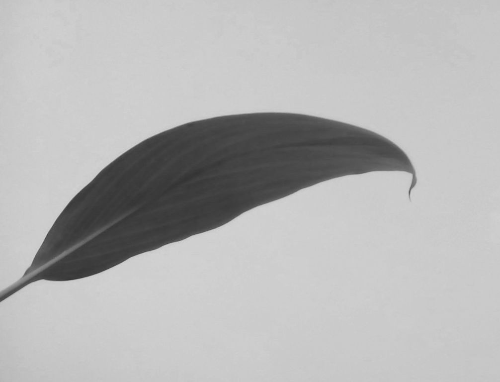 leaf 001.jpg