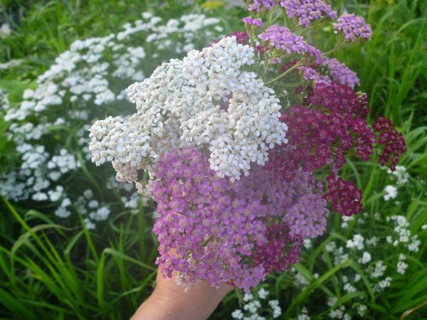 yarrow_pink_flowering_white_red_medicinal_nature_herb-crop 686290.jpg!d.jpg