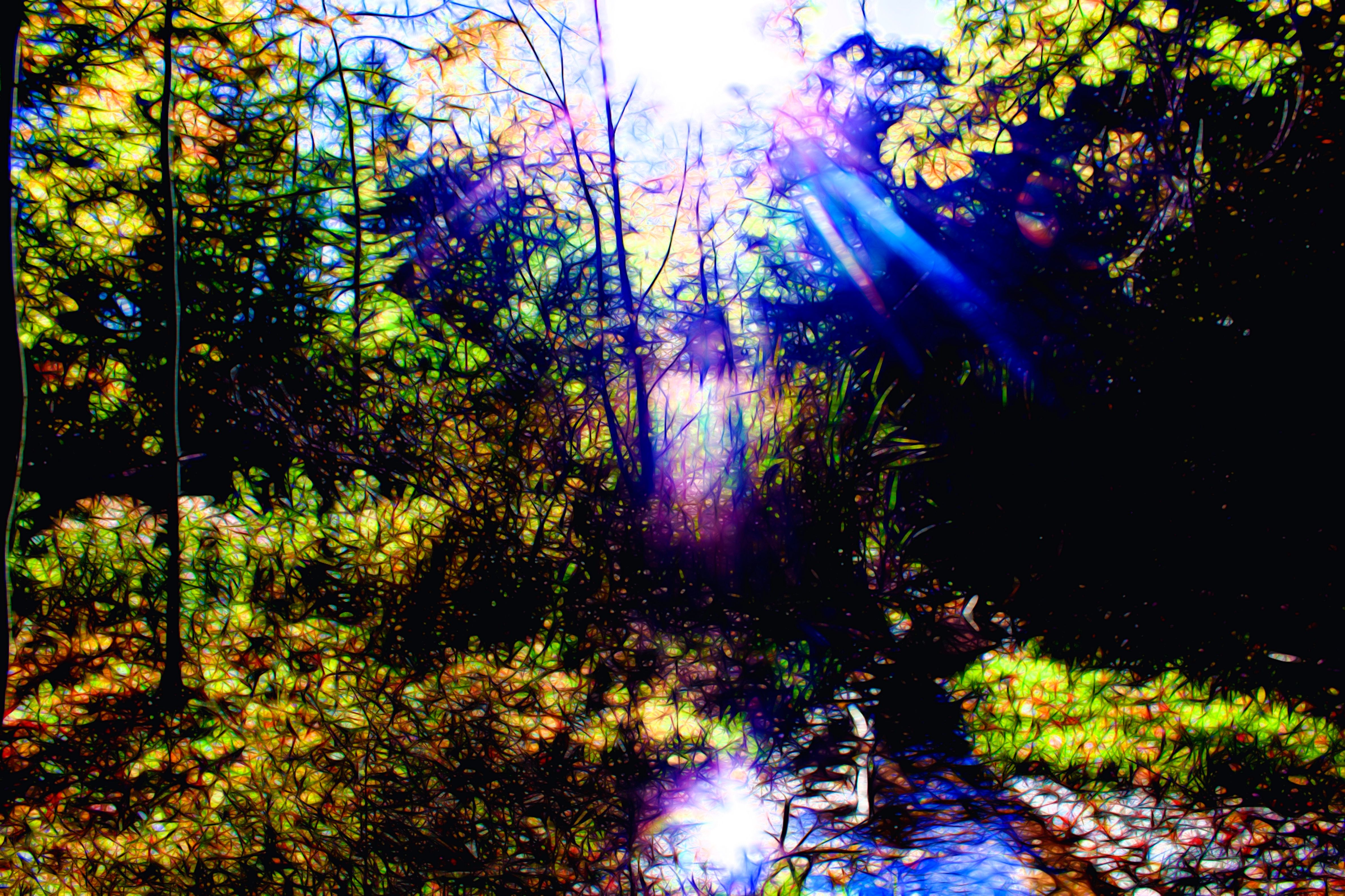 The light of creation.jpg
