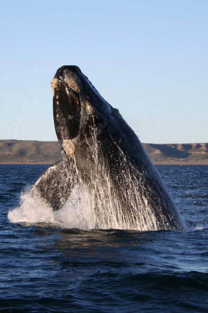 Southern_right_whale.jpg