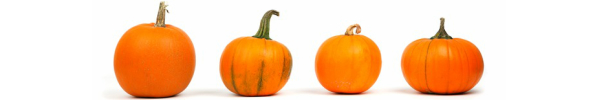 pumpkin.jpg